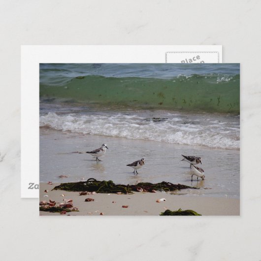 Zandpieren Briefkaart (Voorkant / Achterkant)