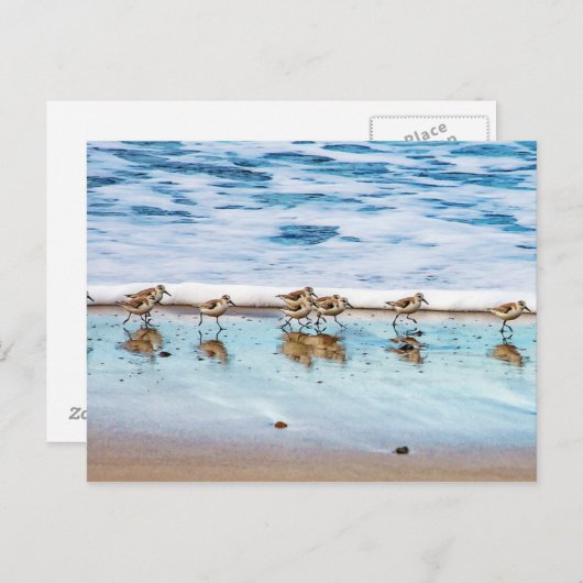 Zandpiers die langs de strand lopen briefkaart (Voorkant / Achterkant)