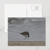 Zandpijpbogen Briefkaart (Voorkant / Achterkant)