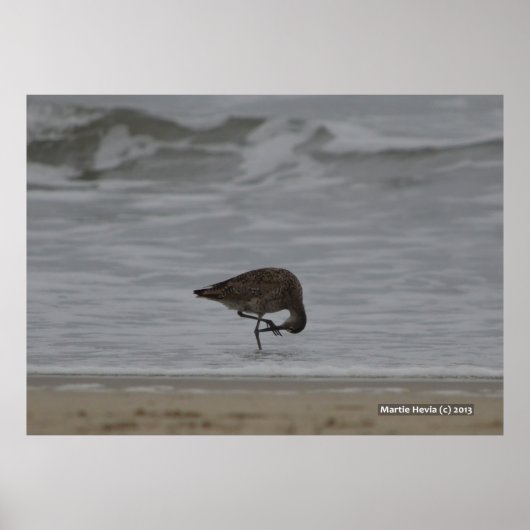 Zandpijpbogen Poster (Voorkant)