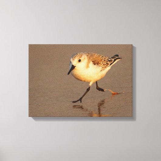 zandpijper canvas afdruk (Voorkant)