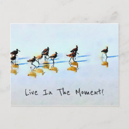 Zandpipers op Hilton Head Beach Briefkaart