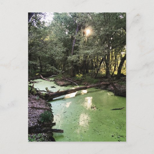 zandpuntspoor briefkaart (Voorkant)