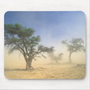 Zandstorm in Kalahariwoestijn, Kgalagadi Muismat