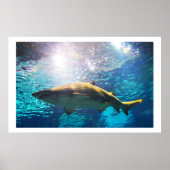 Zandtijgerhaai Poster (Voorkant)