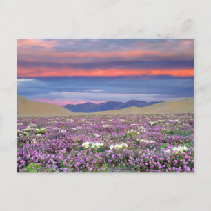 Zandverbena en duinprimula wilde bloemen bij zonso briefkaart