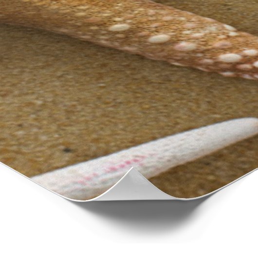 Zandvis Poster (Hoek)