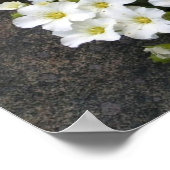 Zandwort Poster (Hoek)