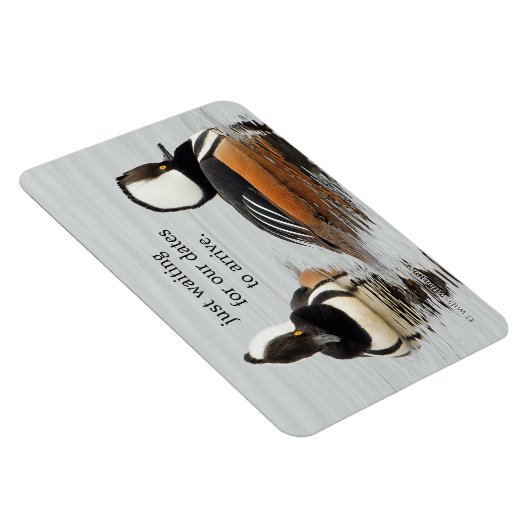 Zangers in het Making: Gedekte Mergansers Magneet (Rechterzijde)