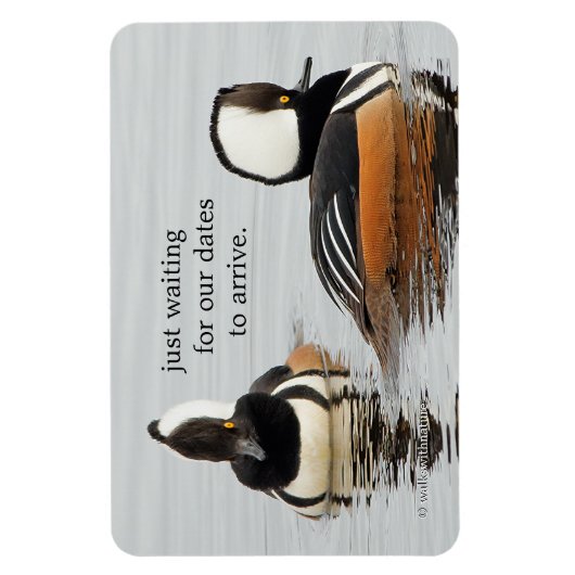 Zangers in het Making: Gedekte Mergansers Magneet (Verticaal)