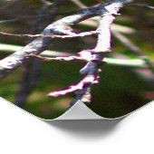 Zangvogel Vogel Foto Poster (Hoek)