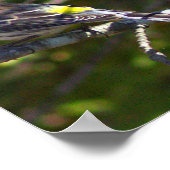 Zangvogel Vogel Foto Poster (Hoek)