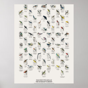 Zangvogels - Naturalist's Library Poster