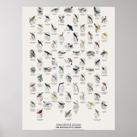 Zangvogels - Naturalist's Library Poster (Voorkant)