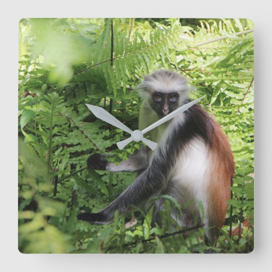 Zanzibar Apenklok Vierkante Klok (Voorkant)