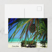 Zanzibar Beach Palm Trees , Africa Briefkaart (Voorkant / Achterkant)