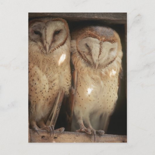 Zanzibar, Tanzania, Oost-Afrika Briefkaart (Voorkant)