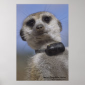 Zaphod - Koning van het Poster van Kalahari (Voorkant)