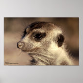 Zaphod Poster - Royal Whiskers Collectie (Voorkant)