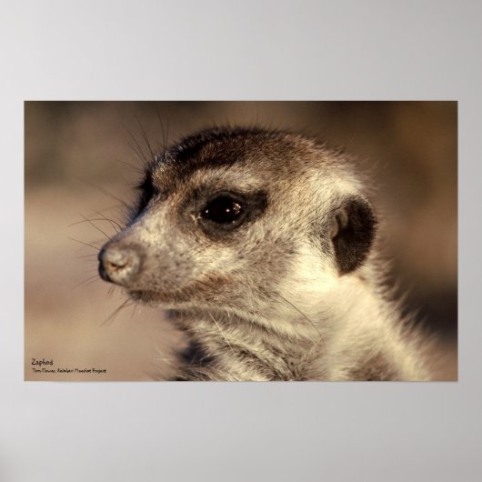 Zaphod Poster - Royal Whiskers Collectie (Voorkant)