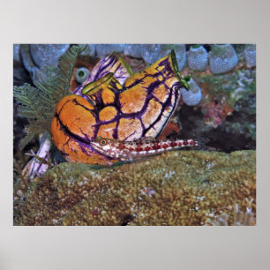 Zardvis en tonijn poster