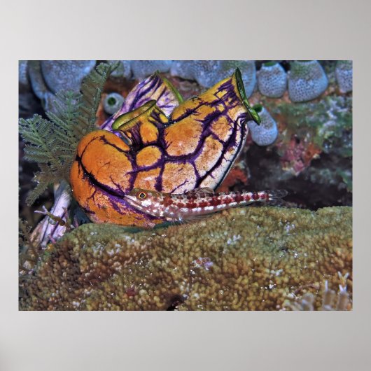 Zardvis en tonijn poster (Voorkant)