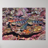 Zardvis II Poster (Voorkant)