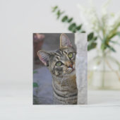 Zat Kat (bengaals kat) Briefkaart (Staand voorkant)