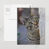 Zat Kat (bengaals kat) Briefkaart (Voorkant / Achterkant)