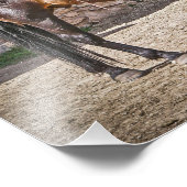 Zavelpaarden - paarden - Ranch Foto Afdruk (Hoek)