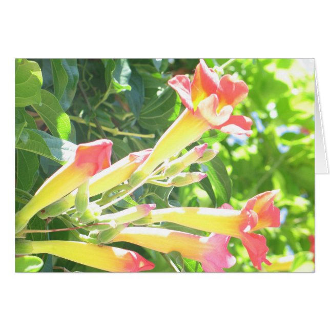 Zazzle 1 (Voorkant Horizontaal)