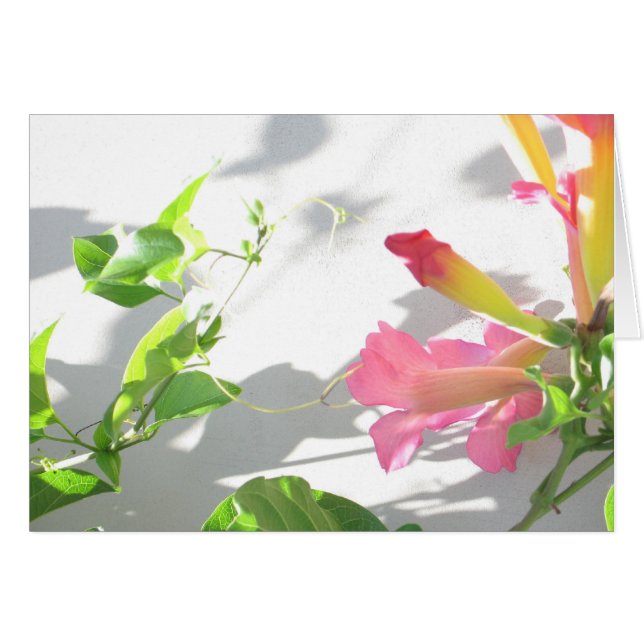 Zazzle II (Voorkant Horizontaal)