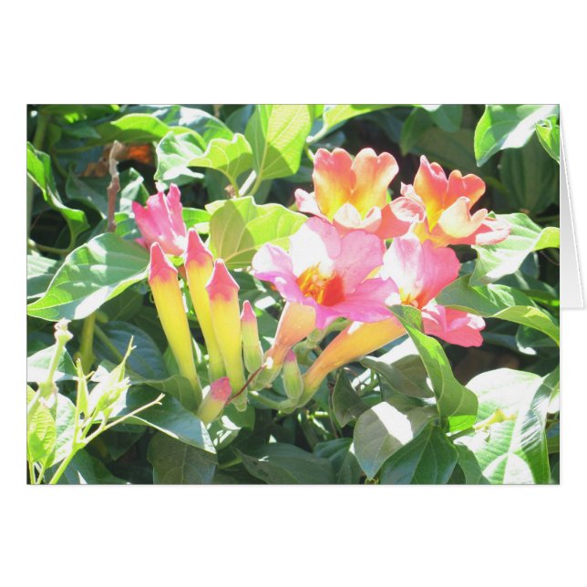 Zazzle III (Voorkant Horizontaal)