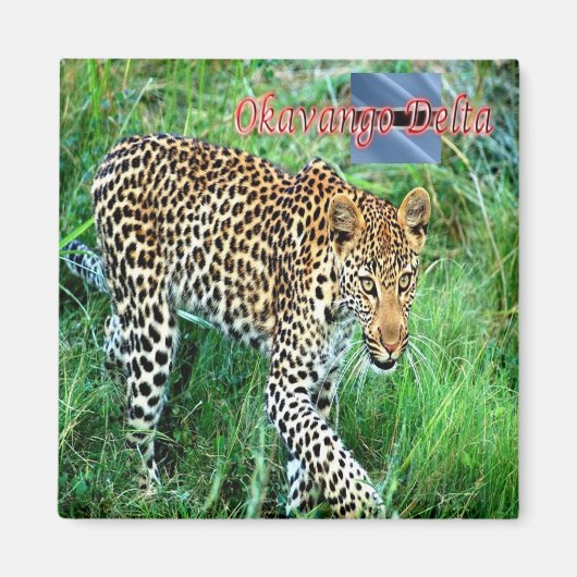 zBW007 OKAVANGO Delta, Ghepard BOTSWANA, Koelkast Magneet (Voorkant)
