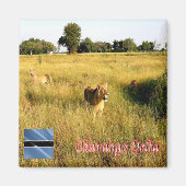 zBW008 OKAVANGO Delta, Lion, Afrika, Fridge Magneet (Voorkant)
