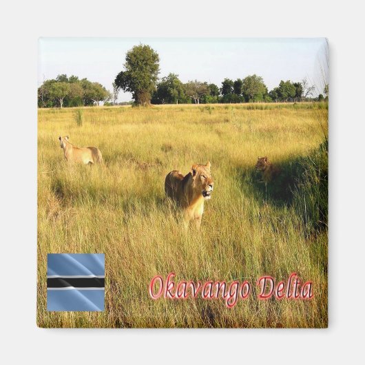 zBW008 OKAVANGO Delta, Lion, Afrika, Fridge Magneet (Voorkant)