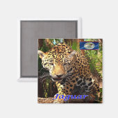 zBZ006 BELIZE, Belizeaanse oerwouden, Jaguar, Frid Magneet (Voorkant / Achterkant)