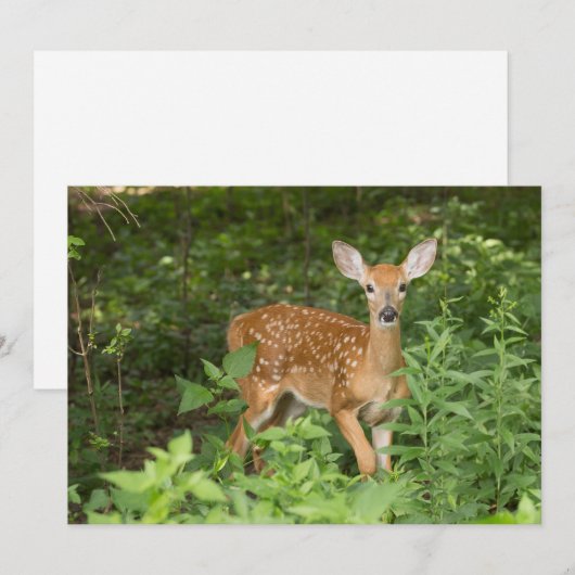 Ze heeft nog steeds haar mond - Fawn Notecard Bedankkaart (Voorkant / Achterkant)