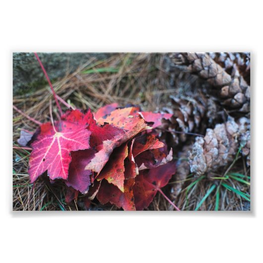 Ze Herfsten allemaal Foto Afdruk (Voorkant)