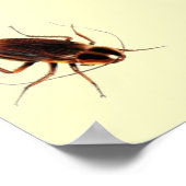 ZE KOMEN UIT HET Poster DRAIN - Scary Cockroach (Hoek)