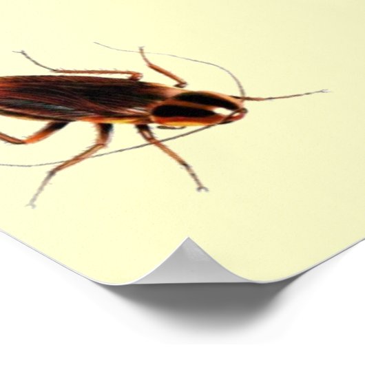 ZE KOMEN UIT HET Poster DRAIN - Scary Cockroach (Hoek)