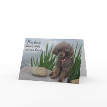 Ze laten poetafdrukken achter op onze sympathie va