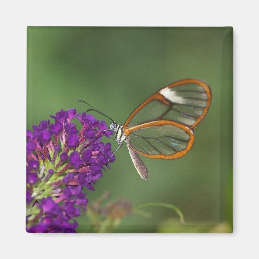 Ze noemen me Clear-wing Magneet (Voorkant)