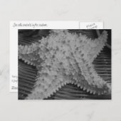 Ze verkoopt zeeschelpen aan de kust briefkaart (Voorkant / Achterkant)