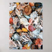 Ze verkoopt zeeschelpen poster (Voorkant)