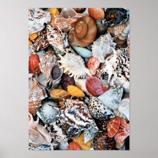 Ze verkoopt zeeschelpen poster (Voorkant)