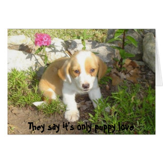 Ze zeggen dat het alleen maar puppy love is