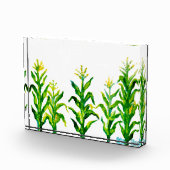 Zea mays fotoblokken (Rechts)