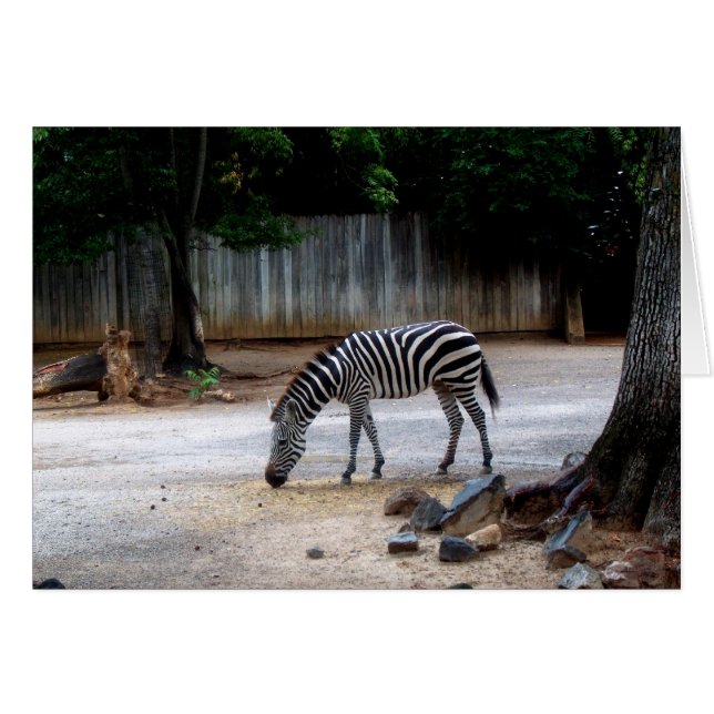 Zebra (Voorkant Horizontaal)