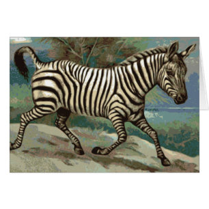 Zebra